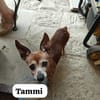 Tammi sucht eine Adoption auf dem Weg ins Glück