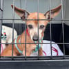 Tammi sucht eine Adoption auf dem Weg ins Glück