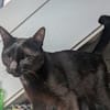 Kater Sid Handicap