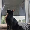Kater Sid Handicap