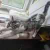 Kätzin Nikki FIV +