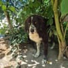 Harry - ein treuer Prachtkerl