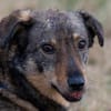 TASCO -perfekter Zweithund-