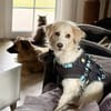 Vorsichtige Kuschelmaus ANCA sucht ihre Menschen