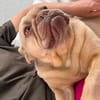 Enja PP Frenchie Sonnenschein