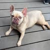 Enja PP Frenchie Sonnenschein