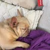 Enja PP Frenchie Sonnenschein
