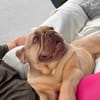 Enja PP Frenchie Sonnenschein