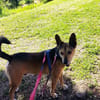 schöner Podenco Rüde
