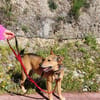 schöner Podenco Rüde