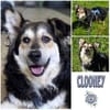Clooney * ein echter Charakterhund