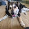 Clooney * ein echter Charakterhund