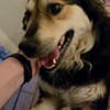 Clooney * ein echter Charakterhund