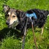 Clooney * ein echter Charakterhund