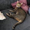 Safira möchte endlich ein für-immer-Zuhause haben