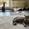 Safira möchte endlich ein für-immer-Zuhause haben