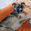 FLOCKI * liebt seine Hundefreunde