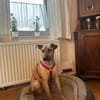 MAUDE -sucht hundeerfahrene Menschen-