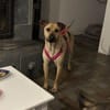 MAUDE -sucht hundeerfahrene Menschen-