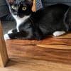Sally sucht ihren Menschen