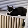 Sally sucht ihren Menschen