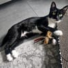 Sally sucht ihren Menschen