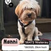 Fröhliche NANNI möchte ankommen