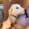 Kasper wartet in der Tierherberge Donzdorf
