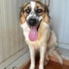Smile wartet in der Tierherberge Donzdorf