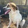 Smile wartet in der Tierherberge Donzdorf