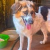 Smile wartet in der Tierherberge Donzdorf
