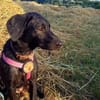 Zuhause gesucht für Kanya