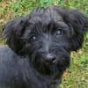Fröhlicher Hundejunge BRUNO 3