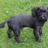 Fröhlicher Hundejunge BRUNO 3