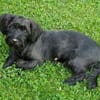 Fröhlicher Hundejunge BRUNO 3