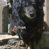 TILLION