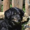 TILLION