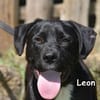 LEON