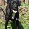 LEON