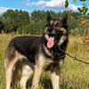 Alfa - tolle Begleiterin