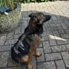 Ozzy kleiner Jungrüde