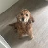 Lotti  bezaubernde Cocker Spaniel-Hündin sucht Zuhause