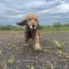 Lotti  bezaubernde Cocker Spaniel-Hündin sucht Zuhause