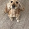 Lotti  bezaubernde Cocker Spaniel-Hündin sucht Zuhause
