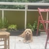 Lotti  bezaubernde Cocker Spaniel-Hündin sucht Zuhause