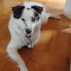 Unser Sonnenschein Joa sucht Familienanschluss