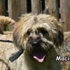 MACI