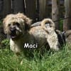 MACI