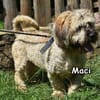 MACI