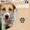 Jackie  sucht sein Zuhause
